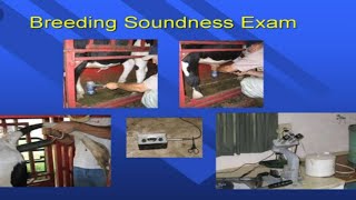 Bull Breeding Soundness Evaluation/Complete video notes