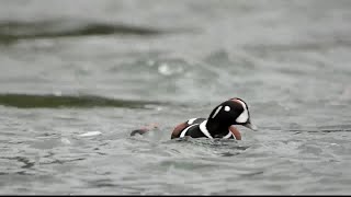 Outdoors report: FWP learning more about Harlequin duck