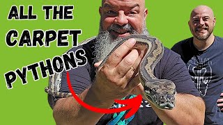 All About CARPET PYTHONS: Subspecies, Personalities & More (with a top breeder)