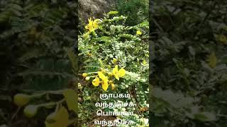 ஆவாரம் பூ