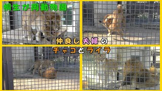 【桐生が岡動物園】仲良しライオン夫婦（激しくじゃれ合うチャコとライラ）