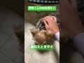 部長シリーズ42 部長のお出迎えにうるうる🥹 shorts short 犬 犬のいる暮らし 犬のいる生活 ヨーキー ヨークシャテリア 大分県 動物 部長 大分犬