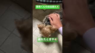 部長シリーズ42 部長のお出迎えにうるうる🥹#shorts #short #犬 #犬のいる暮らし #犬のいる生活 #ヨーキー #ヨークシャテリア #大分県 #動物 #部長 #大分犬