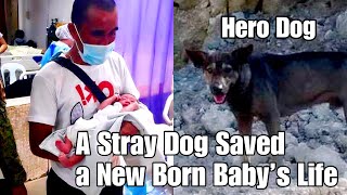 A Stray Dog Saved A Baby
