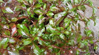 என் வீட்டில் இருக்கும் கீரை வகைகள்||Types of Spinach In My Home....☘️🏡