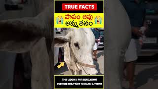 Mother cow love on calf #humanity 😭అమ్మ ప్రేమ😭 #amazingfacts #truefacts #shorts