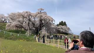 【推定樹齢1000年超】日本三大桜 三春滝桜 国の天然記念物