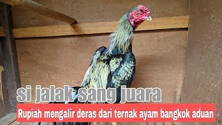 RUPIAH mengalir deras hasil ternak ayam bangkok aduan