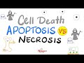 apoptosis vs. necrosis cell death pathology series