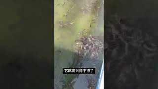 养鱼的人和喂鱼的人