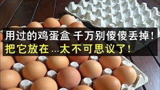 用过的「雞蛋盒」千万別傻傻丟掉！把它放在 ...太不可思議了！趕快試一試吧！