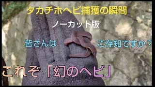 【ヘビを捕る！】タカチホヘビ捕獲の瞬間パート1~ノーカット版~