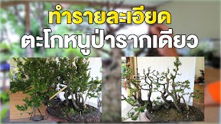 Bonsai Station [Workshop Station] EP.47 ทำรายละเอียด ตะโกหนูป่ารากเดียว