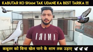 KABOOTAR KO SHAM TAK UDANE KA BEST TARIKA - बिना खेल पानी के ( KABOOTARBAZI )