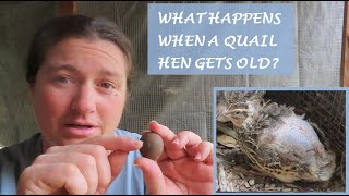 What Happens When a Quail Hen Gets Old?