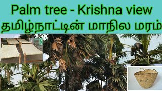 Palm tree - Krishna view || மாநில மரமாம் பனை மரத்தை பற்றி தெரிஞ்சிக்கலாம் || 50th video- our channel