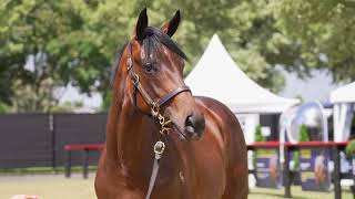 KARAKA 2025 - LOT 67 REBEL DANE x LA PASSE, BAY OR BROWN FILLY  $120,000