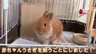 うさぎの赤ちゃんを飼うことにしました！【ネザーランドドワーフ】【1日目】