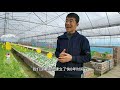 aquaponics鱼菜共生农场非常节省劳动力