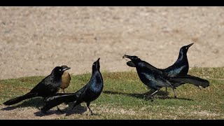 Audio - 8K Bird Cacophony - Brewer's Blackbirds - Saguaro Lake March 21, 2023