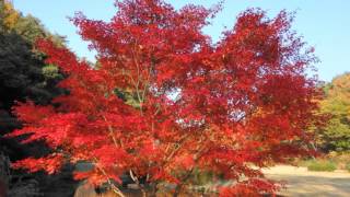 武蔵丘陵森林公園の紅葉