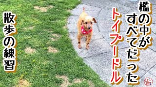 【老犬　余剰犬　子猫】トイプードルお散歩の練習　５兄弟子猫のお名前決定！