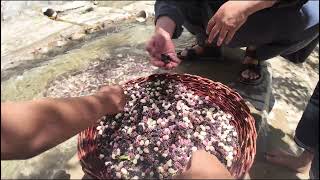 Exploring Fresh Mulberry’s of Afghanistan 4K Quality