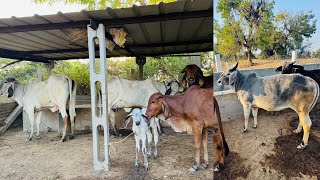 સુ ભાઈઓ ગુજરાતી વિડિયો જોવો છે Kankrej cow Banaskantha