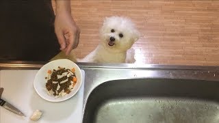 夜ご飯のトッピングが気になって仕方ない犬！ビションフリーゼ