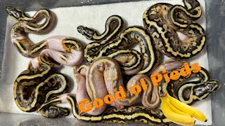Ball Python Clutch #4 update! 2024