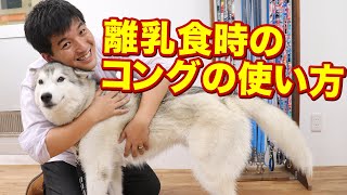 愛犬が子犬で離乳食をコングであげる時どうすればいい？パピーの甘噛み対策