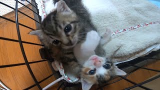 すみっこプロレスを開始する子猫の三毛猫（ミコ）とキジトラ（キラ）何故だか尻尾を必要に攻めるキラちゃんに困惑するミコちゃん。【赤ちゃん猫】【保護猫】