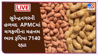 Mandi : સુરેન્દ્રનગરની હળવદ  APMCમાં મગફળીના મહત્તમ ભાવ રૂપિયા  7140 રહ્યા |  APMC |  GUJARAT  | Tv9