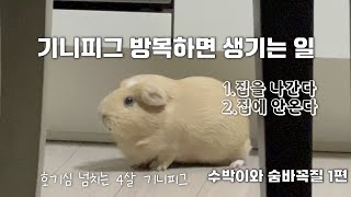 수박이가 집을 나갔다?! - 🧡수박이와 숨바꼭질 1편🧡 | 기니피그 | 기니피그키우기 | 기니피그방목 | 반려동물 | 동물브이로그 | 특수동물 | 동물키우기 | 소동물 | 수박