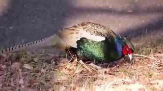 ムビる04841 この優雅な風格 国鳥キジ kiji - Japanese Pheasant