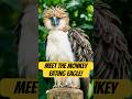 Philippine Eagle🦅 | The Monkey Eating Eagle | Factansy