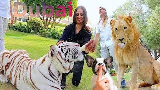 Dubai Real Little Tigger | Dubai Real Lion | দেখে নিন বাঘের বাচ্চা দুবাইতে | VIP_Mujahid |