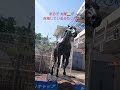 笠松競馬場のオグリキャップ像 ウマ娘 オグリキャップ 競争馬