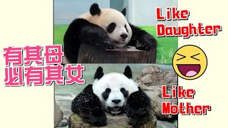 圓寶趴木樁上休息,pose和媽咪一模一樣,好萌啊😆,Giant Panda Yuan Bao makes the same pose as mom Yuan Yuan,圆宝,圆圆