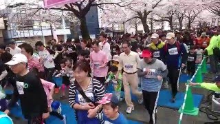 2016年日立さくらロードレース1.8km親子・ファミリー、のんびりお花見スタート/2016.4.10