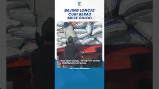 Terekam Detik detik Bajing Loncat Curi Beras Bulog Dari Truk yang Melaju