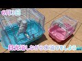 水浴び☆大好き！【ジャンボセキセイインコ u0026セキセイインコ】