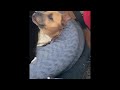 Kitten Grooms Dog's Ears || ViralHog