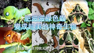 肥滋滋綠色蟲|抓回家養|結果變成超美的神奇生物|日日春蟲-夾竹桃天蛾《輕旅隨手拍》