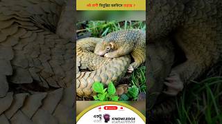 এই প্রাণী বিলুপ্তির হুমকিতে রয়েছে ? | Bangla facts | animal facts | pangolin facts | #facts #shorts