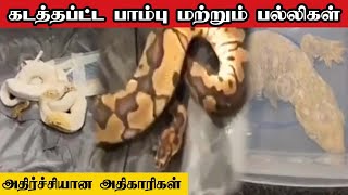 கடத்தப்பட்ட பாம்பு மற்றும் பல்லிகள் | அதிர்ச்சியான அதிகாரிகள் | VELICHAM TV