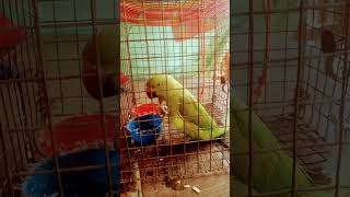 #parrot#viral#mithu funny videos