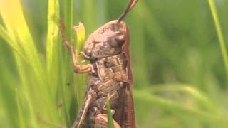 Grasshoppers Sing Louder Near Roadways | Video