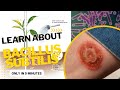 bacillus microbiology lecture ||bacillus subtilis ||Easy Microbiology