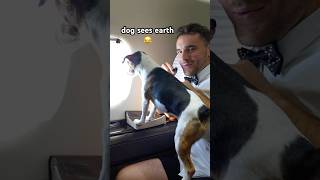 Dog Sees Planet Earth For First Time 🤯